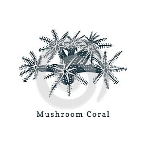 Mushroom coral vector illustration.Drawing of sea polyp on white background.