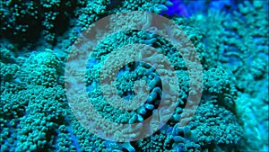 Mushroom Corals Underwater