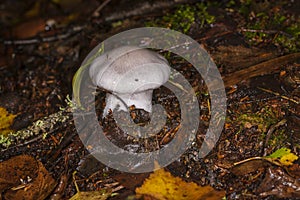 Mushroom Cortinarius in the forest