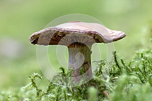 Mushroom Cortinarius traganus, also known as the gassy webcap photo