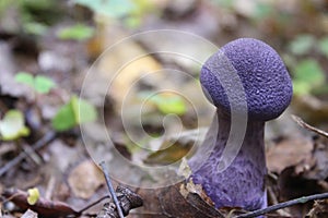 Mushroom Cortinarius violaceus