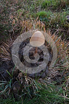 Mushroom on Cow Dung photo