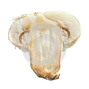 Mushroom Cross Section