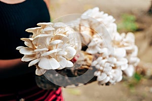 Mushroom cultivation growing in farm Mushroom cultivation in organic farms Fresh mushroom growing on a special soil