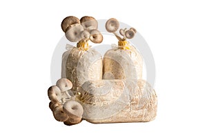 Mushroom cultivation, Indian Oyster, Phoenix Mushroom, Lung Oyster on soil in plastic bag isolated on white background with