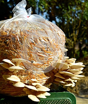 Mushroom cultivation in a plastic beg