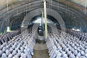 Mushroom cultivation