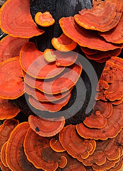 Mushroom in the dead tree