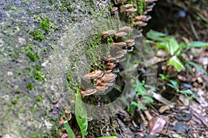 Mushroom on a decay timber in rainforest