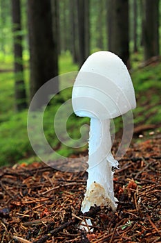 Mushroom destroying angel photo