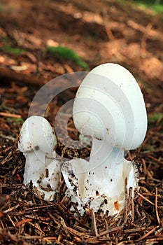 Mushroom destroying angel photo