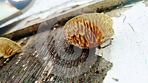 Mushroom distinctive wavey growth pattern