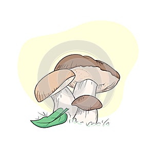 Mushroom drawing champignon, porcini, greasers, suillellus, boletus, russule, russulacea, amanita, death cap. Vector graphic stock