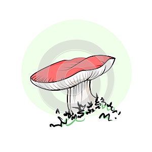 Mushroom drawing champignon, porcini, greasers, suillellus, boletus, russule, russulacea, amanita, death cap. Vector graphic stock