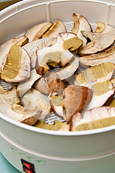 Mushroom drying machine