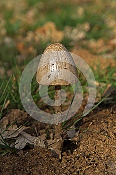 Mushroom on dung photo