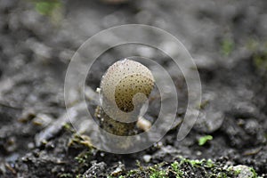 Mushroom on the edge of the forest