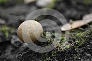 Mushroom on the edge of the forest