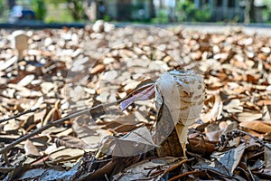 Mushroom Emerges among the Leaves