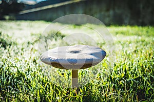 Mushroom in Encinasola photo