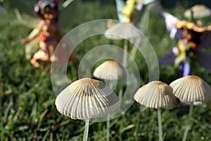 Mushroom Fairies