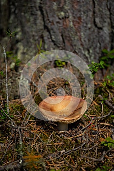 Mushroom with fall leaves Autumn Nature forest seasonal concept view from the ground