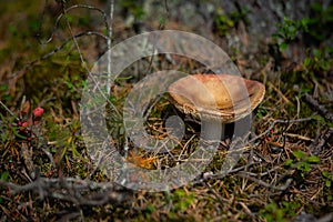 Mushroom with fall leaves Autumn Nature forest seasonal concept view from the ground