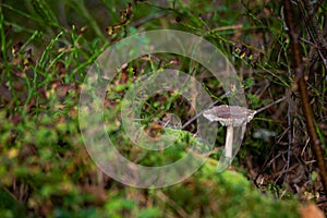 Mushroom with fall leaves Autumn Nature forest seasonal concept view from the ground