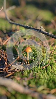 Mushroom in the fall rorest