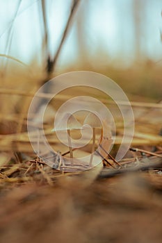 Mushroom in the fall rorest.