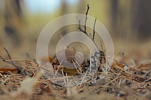 Mushroom in the fall rorest.