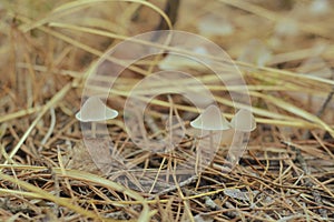 Mushroom in the fall rorest.