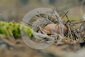 Mushroom in the fall rorest.
