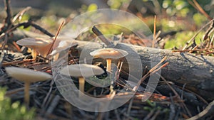 Mushroom in the fall rorest.