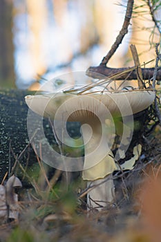 Mushroom in the fall rorest.