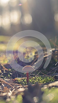 Mushroom in the fall rorest.