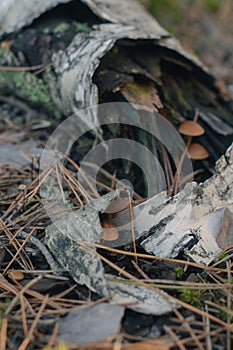 Mushroom in the fall rorest.