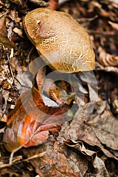 Mushroom and fallen beechleaves