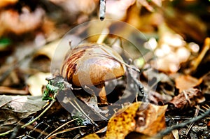 Mushroom among the fallen leaves in the forest.