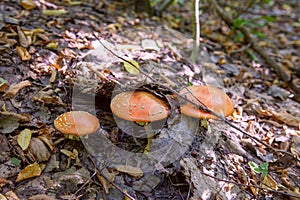 Mushroom family of Amanita muscaria, commonly known as the fly agaric or fly amanita