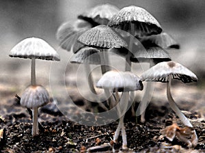 A mushroom family gathered in a group