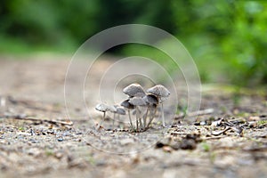 A mushroom family gathered in a group