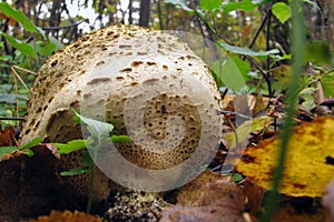 Mushroom family Handkea utriformis, Lycoperdon utriforme, Lycoperdon coelatum, Calvatia utriformis. Big mushroom exploding spores