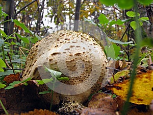 Mushroom family Handkea utriformis, Lycoperdon utriforme, Lycoperdon coelatum, Calvatia utriformis. Large mushroom bursting when