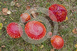 Mushroom family - toadstools in the grass