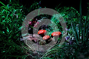 Mushroom. Fantasy Glowing Mushrooms in mystery dark forest close-up. Amanita muscaria, Fly Agaric in moss in forest. Magic mushroo