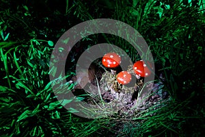 Mushroom. Fantasy Glowing Mushrooms in mystery dark forest close-up. Amanita muscaria, Fly Agaric in moss in forest. Magic mushroo