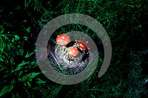 Mushroom. Fantasy Glowing Mushrooms in mystery dark forest close-up. Amanita muscaria, Fly Agaric in moss in forest. Magic mushroo