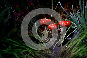 Mushroom. Fantasy Glowing Mushrooms in mystery dark forest close-up. Amanita muscaria, Fly Agaric in moss in forest. Magic mushroo