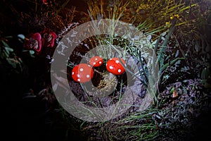 Mushroom. Fantasy Glowing Mushrooms in mystery dark forest close-up. Amanita muscaria, Fly Agaric in moss in forest. Magic mushroo